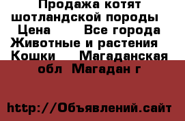 Продажа котят шотландской породы › Цена ­ - - Все города Животные и растения » Кошки   . Магаданская обл.,Магадан г.